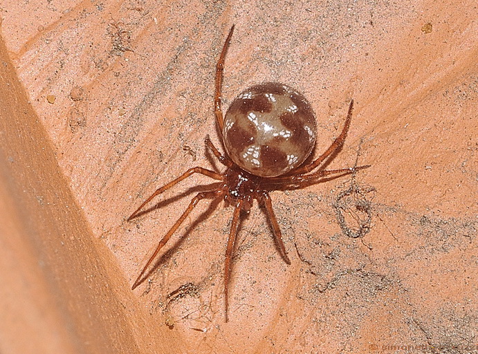 Steatoda triangulosa